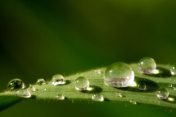 Close-up of water droplets on blades of grass.