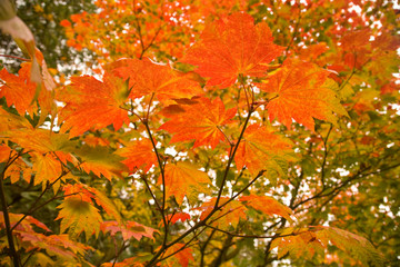 Japanese Garden, Washinton Park, Autumn Colors, Seattle, Washington State, USA 