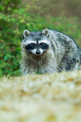 San Juan Island, Washington State, USA. Common raccoon (Procyon lotor) walking in a field.