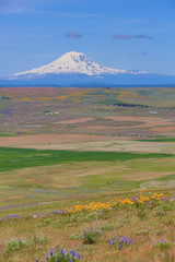 Columbia Hills State Park, Dallesport, Washington State. Snow capped Mount Adams towers over Klickitat County valley and wildflower meadows