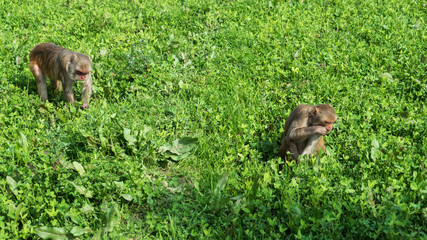 Green Grass Farm in Monkeys