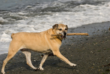 USA, WA, Coupeville. Dog retrieves water from surf at Ebey's Landing, Whidbey Island