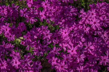 Fototapeta premium Pink flowers, garden, Virgina, Usa
