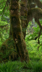 USA, Washington State. Mosses and Ferns growing on and around trees in Hall of Mosses Trail, Hoh Rain Forest, Olympic National Park