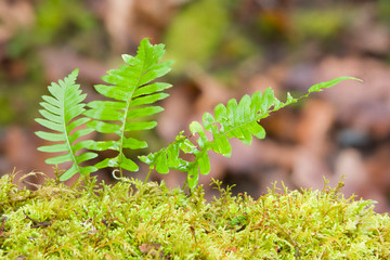 WA, Tiger Mountain State Forest, Licorice ferns, growing from moss