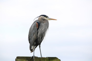 Bremerton, Washington State. Great Blue Heron stands on a pier