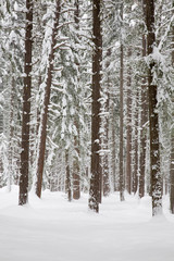 WA, Wenatchee National Forest, Ponderosa Pine forest