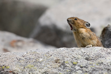 WA, Mount Rainier National Park, American Pika (Ochotona princeps)