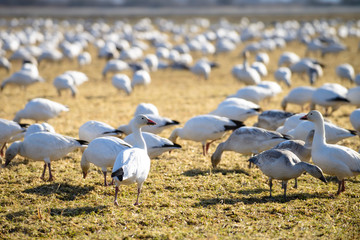 Skagit River Delta, Washington State. Snow geese feeding (Chen caerulescens).