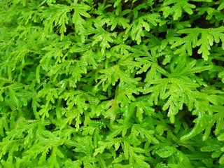 background of green leaves