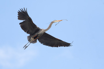 Obraz premium USA, Washington State, Redmond, Great Blue Heron (Ardea Herodias)