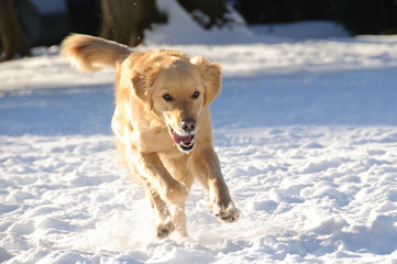 Golden Retriever playing in snow.
