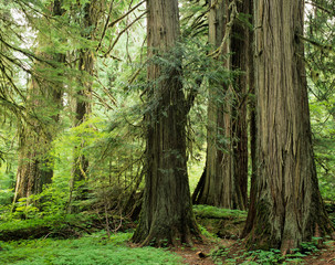 WA, Mt. Rainier NP, Grove of the Patriarchs, Western red cedar trees