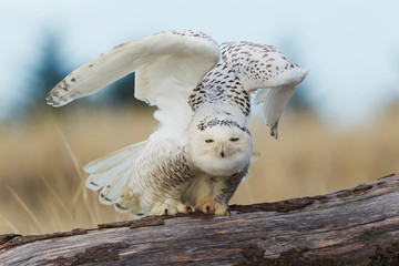 Snowy Owl, feathered feet