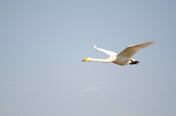 Whooper swan flying in Izunuma, Miyagi prefecture, Japan