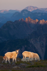 Obraz premium Mountain Goats at Last Light