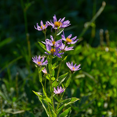 alpine aster, Paradise, Mount Rainier National Park, Washington, USA