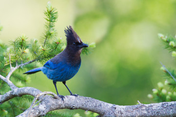 Steller's Jay