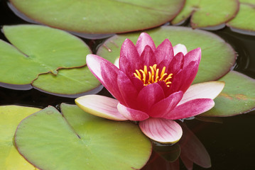 WA, Seattle, Flowering water lily