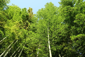 日差しを浴びる竹藪