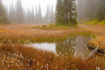USA; Washington; Mount Rainier National Park. Scenic with foggy meadow and pond. 