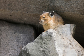 WA, Mount Rainier National Park, American Pika (Ochotona princeps)