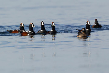 Harlequin Ducks