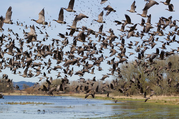 Lesser Canada Geese Taking Flight