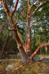 USA, Washington State. San Juan Islands, Jones Island. Madrona tree in the dry South Cove