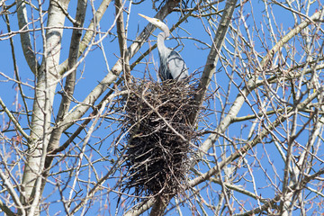 USA, Washington State, Redmond, Great Blue Heron (Ardea Herodias), on nest at rookery