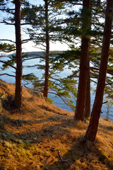USA, Washington State. San Juan Islands, James Island. Fir trees on a grassy hillside
