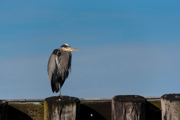 Usa, Washington State, Puget Sound. Great Blue Heron (Ardea herodias) perched on pilings