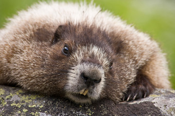 USA, Washington, North Cascades National Park, Cascade Pass. Close-up of marmot. 