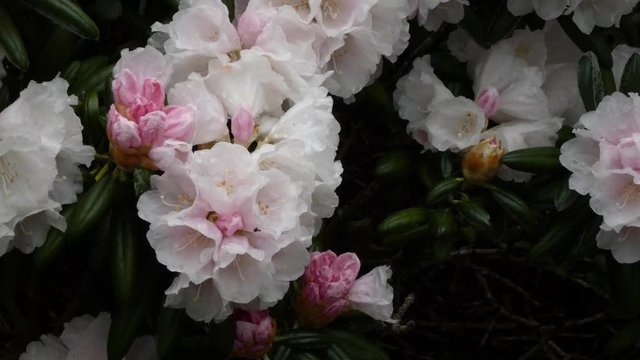 tones of pink in rhododendrons growing in washington state