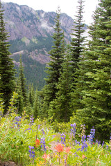 Fototapeta premium USA, Washington State. Wildflowers trailside Buckhorn Wilderness Olympic National Forest