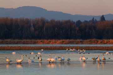 Tundra swans wintering with other waterfowl