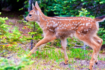 USA, Washington State, Olympic National Park. Black-tailed deer fawn in meadow near Hurricane Ridge