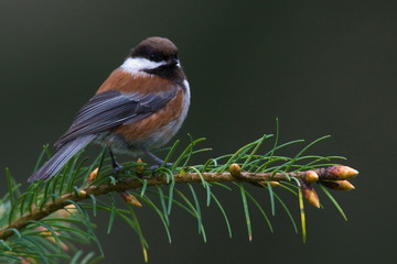 Chestnut-backed Chickadee, © Ken Archer/Danita Delimont