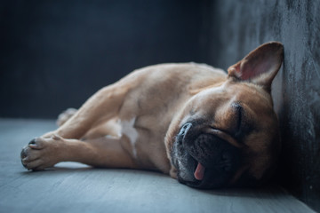 French Bulldog puppy sleeping on the floor.