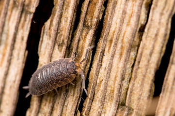 Close-up of pill bug (Armadillidium vulgare).