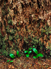 USA, Washington State, Lewis River. Moss collects on the north side of a tree near the Lewis River in Washington State.