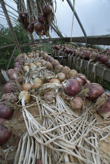 Produce at Nettles Farm, Lummi Island, Washington, US