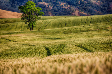 USA, Washington State, Palouse Region, Lone Tree in Harvest Wheat Field