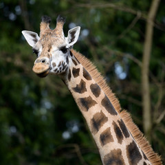 Seattle, Washington. Giraffe at Woodland Park Zoo.