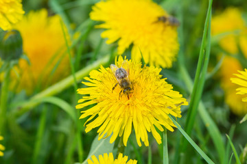 bee on dandelion. yellow dandelions in the spring garden. bees on flowers