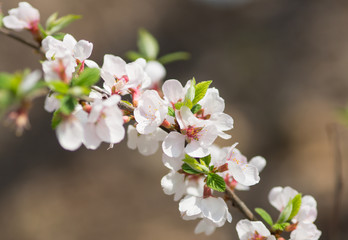 blooming cherrycherry branch on a brown background. spring in the garden