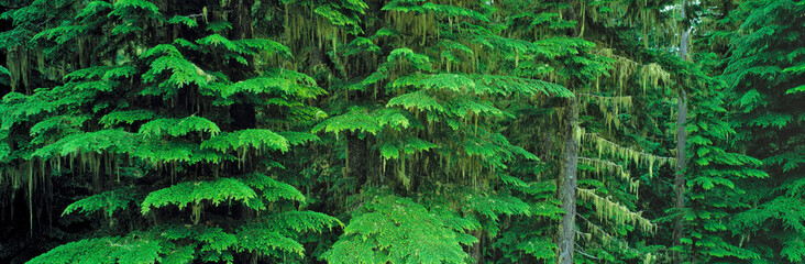 USA, Washington State, Mt Rainier NP. New growth appears as bright green in this forest in Mt Rainier National Park, Washington State. © Ric Ergenbright/Danita Delimont