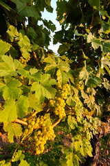 USA, Washington, Whidbey Island. Madeleine Angevine grapes ripen at a Whidbey Island vineyard.