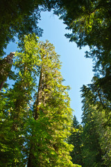 Tree Canopies, sky, Grove of the Patriarchs Trail, Mount Rainier National Park, Washington State,...