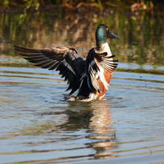 Male Northern Shoveler at Ridgefield National Wildlife Refuge, Ridgefield, Washington, USA.